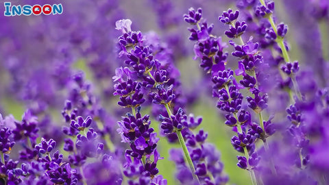 Lavendel Herrenhaus Bauspielzeug mit Licht